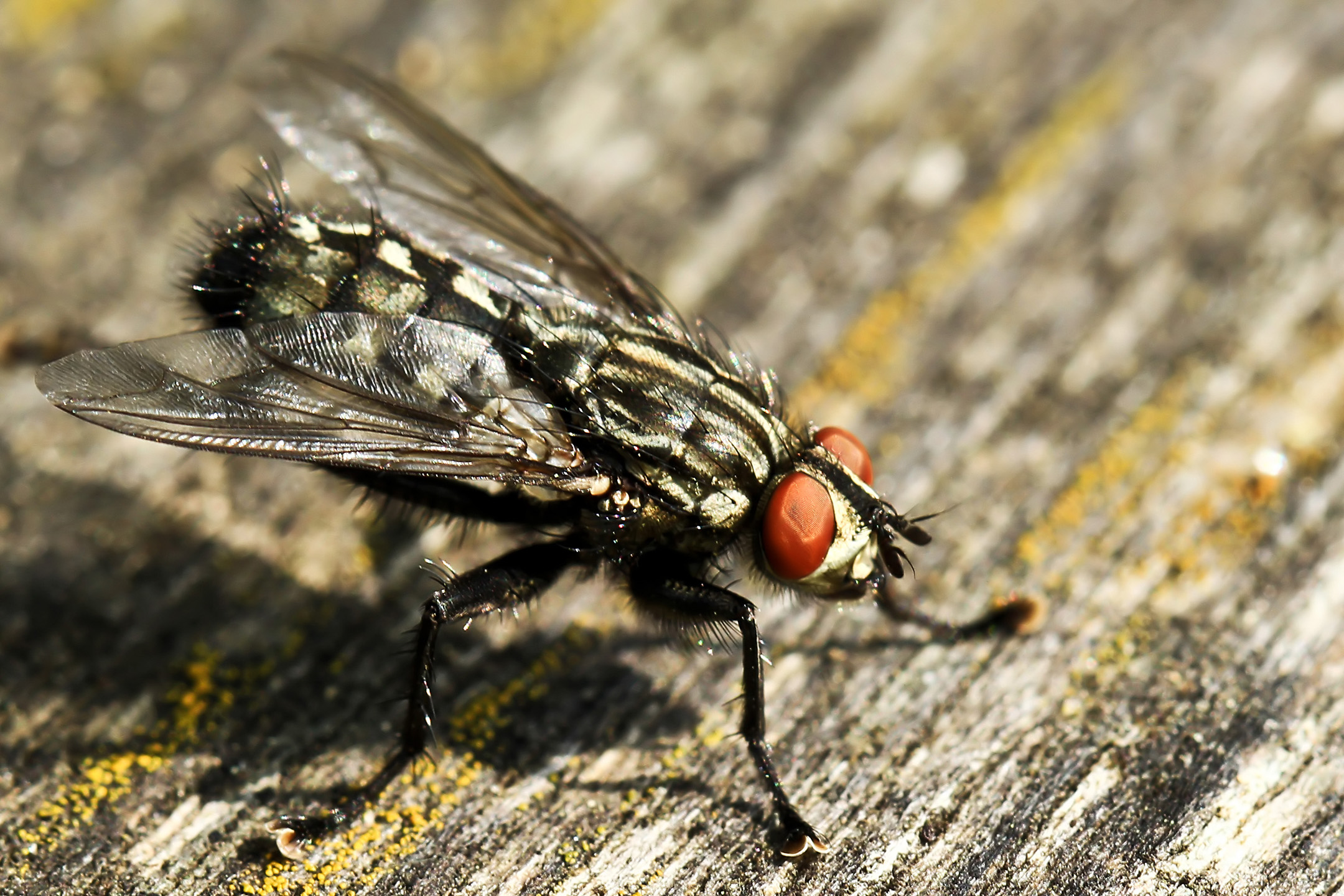 Die Fliege (Makro)